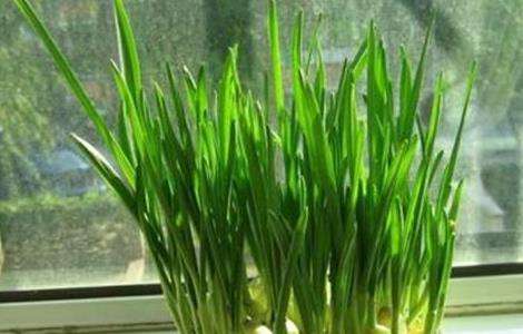 蒜苗的种植方法和时间