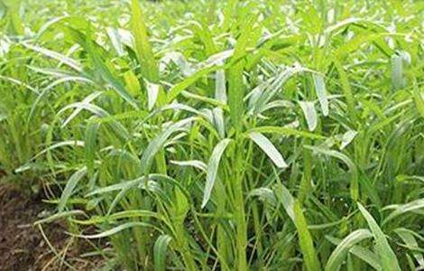 空心菜的种植方法和时间