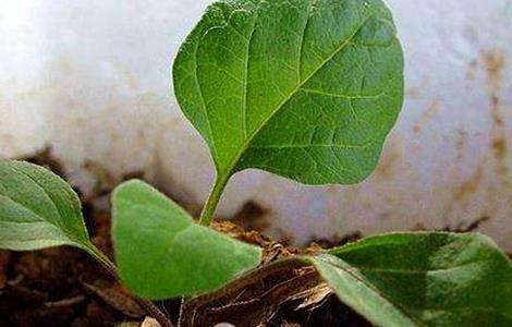 茄子种子快速催芽方法