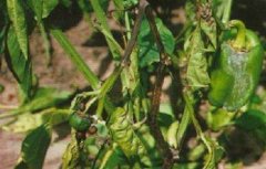 辣椒种植的病虫害图片及防治方法