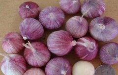 紫皮大蒜的栽培技术