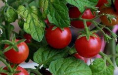 西红柿种子价格及种植方法
