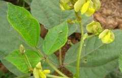 绿豆种子价格及种植方法