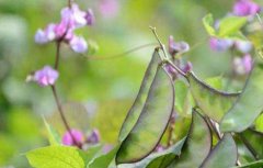 扁豆种子价格及种植方法