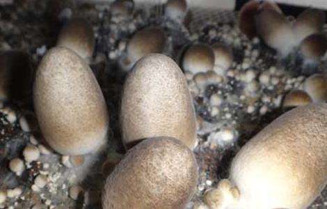 草菇菌种价格