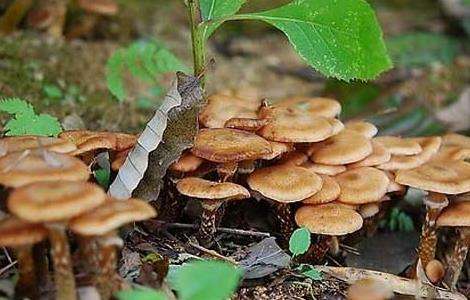 野生蘑菇