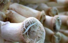 鸡腿菇高产种植技术