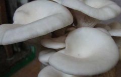 凤尾菇高产栽培技术