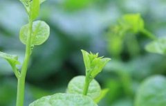 木耳菜的种植技术