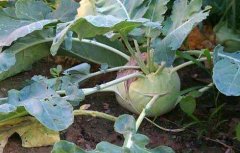 芥菜疙瘩种植技术