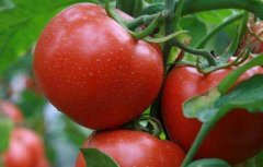 番茄白粉病防治技术