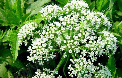 野芹菜