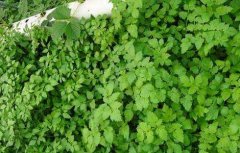水芹菜有没有毒？