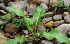 野菠菜是什么植物？