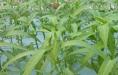 空心菜的种植时间