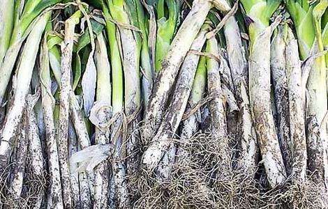 大葱的储存方法