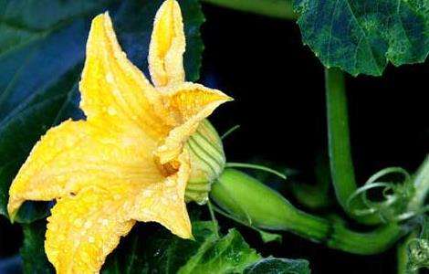 南瓜的种植时间及播种方法