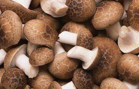 花菇与香菇的区别