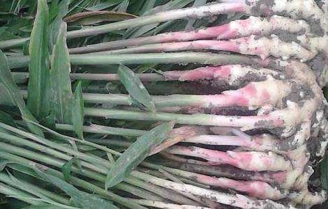 生姜的种植时间