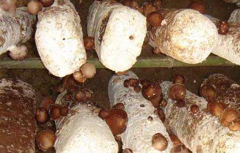香菇种植成本
