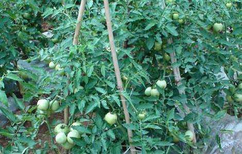 西红柿种植技术