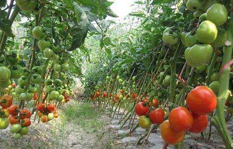 西红柿种植技术