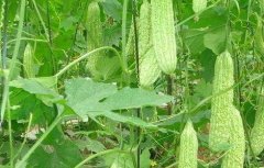 苦瓜种植技术