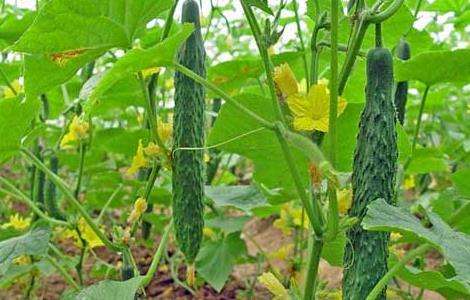黄瓜种植的低温障碍表现特征及防治