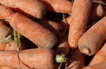 胡萝卜如何施肥