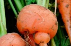 胡萝卜如何施肥
