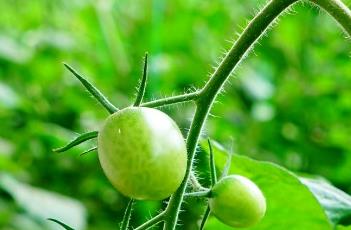 大棚种植西红柿的浇水方法 大棚种植西红柿的浇水方法