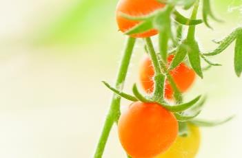 大棚种植西红柿的浇水方法