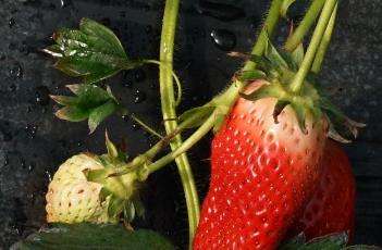 冬季草莓保根的方法 冬季草莓保根的方法
