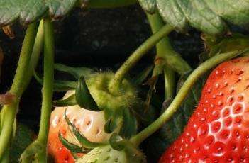 冬季草莓保根的方法 冬季草莓保根的方法