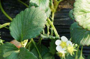 冬季草莓保根的方法 冬季草莓保根的方法