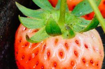 大棚草莓常见问题及解决办法