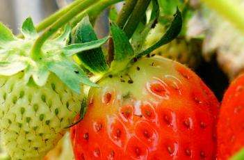 草莓空心的原因 草莓空心的原因