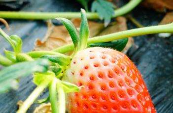 草莓空心的原因 草莓空心的原因