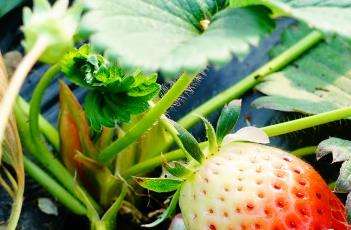 草莓空心的原因 草莓空心的原因