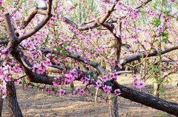 桃树花期的管理方法 桃树花期的管理方法