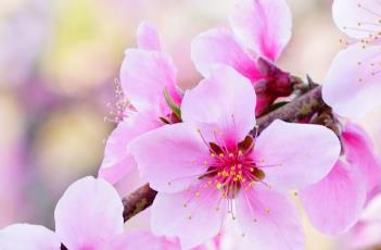 桃树花期的管理方法 桃树花期的管理方法