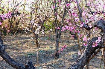桃树花期的管理方法 桃树花期的管理方法