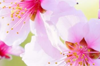 桃树花期的管理方法 桃树花期的管理方法