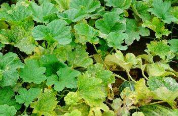 如何防止甜瓜裂瓜 如何防止甜瓜裂瓜