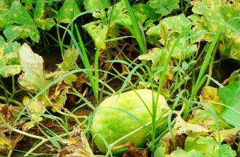 如何防止甜瓜裂瓜 如何防止甜瓜裂瓜