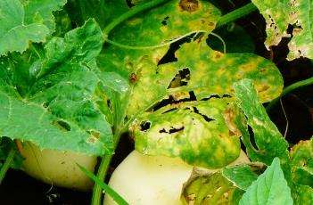 如何防止甜瓜裂瓜 如何防止甜瓜裂瓜