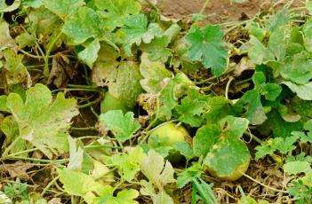 如何防止甜瓜裂瓜 如何防止甜瓜裂瓜