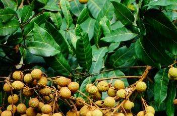 龙眼的施肥时间 龙眼的施肥时间