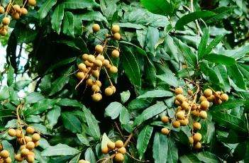 龙眼的施肥时间 龙眼的施肥时间