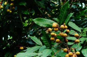 龙眼的施肥时间 龙眼的施肥时间